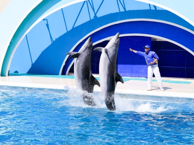 関東のおすすめ水族館 22版 営業時間やアクセス ファミリー向け子連れ情報など情報満載 まっぷるトラベルガイド