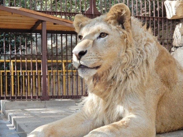 中国地方のおすすめ動物園 22版 営業時間やアクセス ファミリー向け子連れ情報など情報満載 まっぷるトラベルガイド