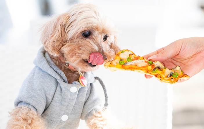 大阪 兵庫 ペットokのカフェ レストラン 愛犬とランチ おすすめ10選 まっぷるトラベルガイド