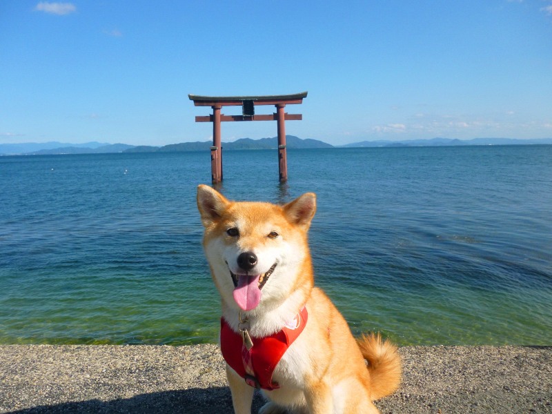 琵琶湖 安い ペット 宿泊