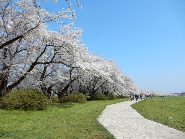 日本さくら名所100選｜まっぷるトラベルガイド