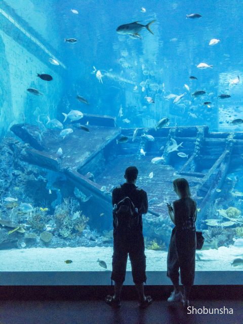 世界最大級の水槽がある水族館シンガポール シー アクアリウム まっぷるトラベルガイド