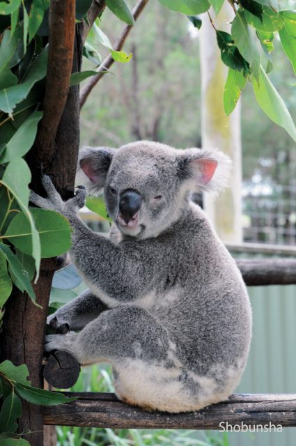 オーストラリアで会いたいアイドル コアラに出会える動物園 まっぷるトラベルガイド