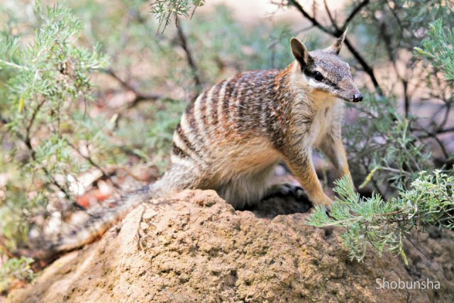 パースで出会えるユニークな動物たち まっぷるトラベルガイド