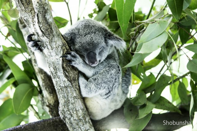 オーストラリアで会いたいアイドル コアラに出会える動物園 まっぷるトラベルガイド