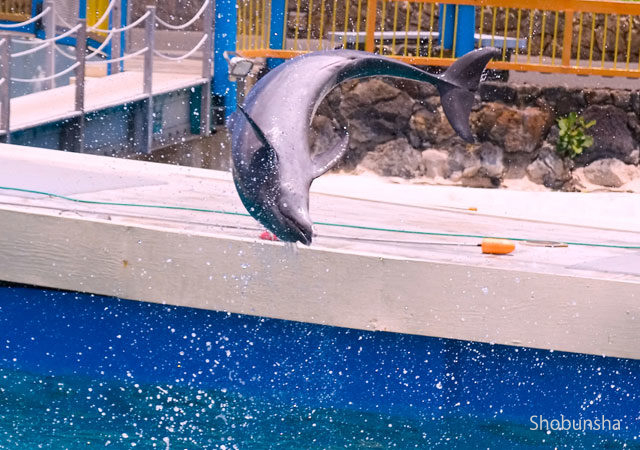 オアフ島 子供連れファミリーおすすめスポット まっぷるトラベルガイド