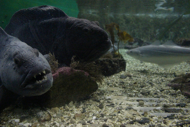 16012188510_82110e26e2_z