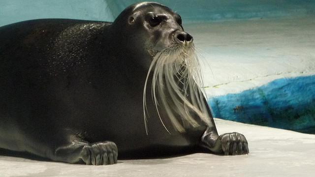 2988132578_781f189c74_z