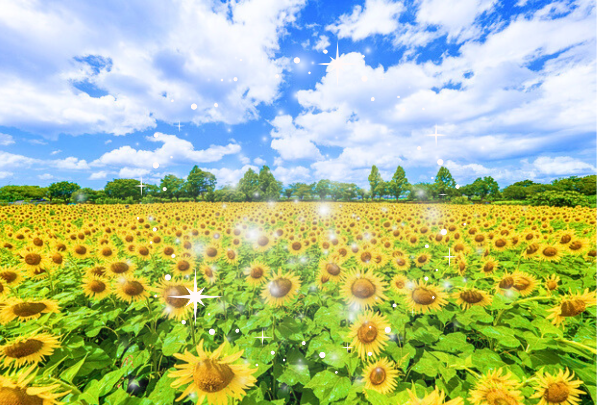 開花時期をチェックしてこの夏に行こう！絶景ひまわり畑15選