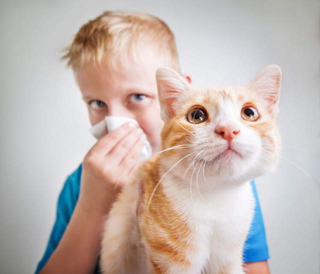 猫用消臭剤10選 最強の消臭効果！ニオイの悩みはこれで解決！