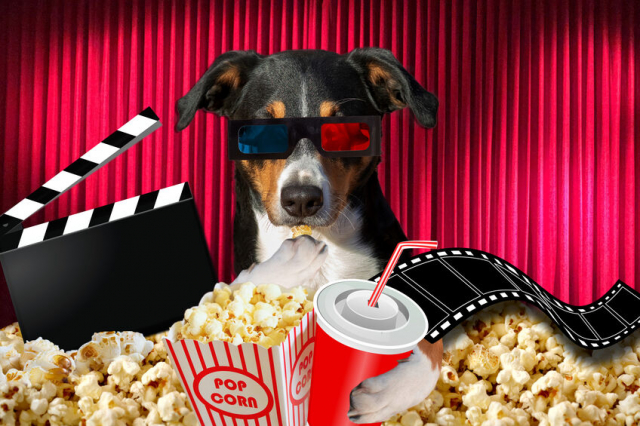 犬の映画おすすめ30選！映画を通して見つめ直したい、命の大切さ