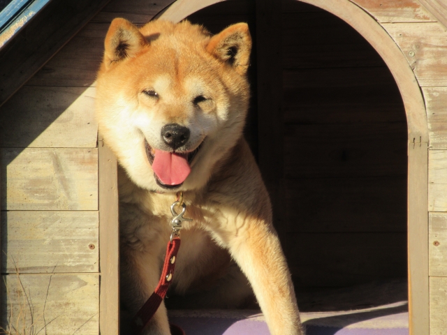 【犬小屋・屋外用】どんな天気も季節も快適に過ごしてほしい！屋外用犬小屋おすすめ10選！